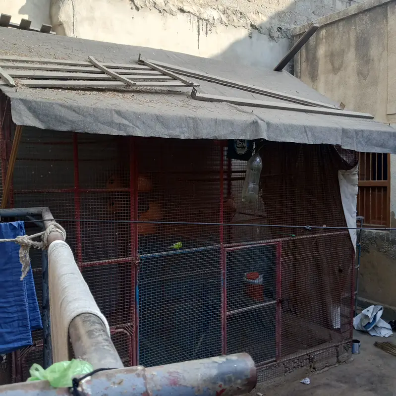 Bird Cage for Sale — photo 6