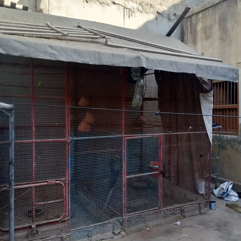 Bird Cage for Sale — photo 8