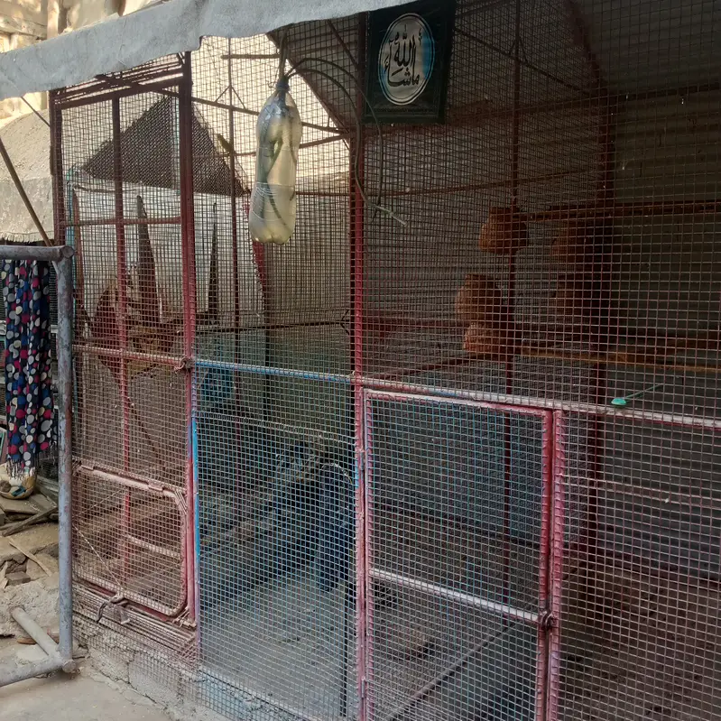 Bird Cage for Sale — photo 10