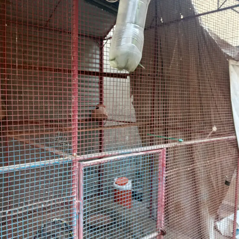 Bird Cage for Sale — photo 11