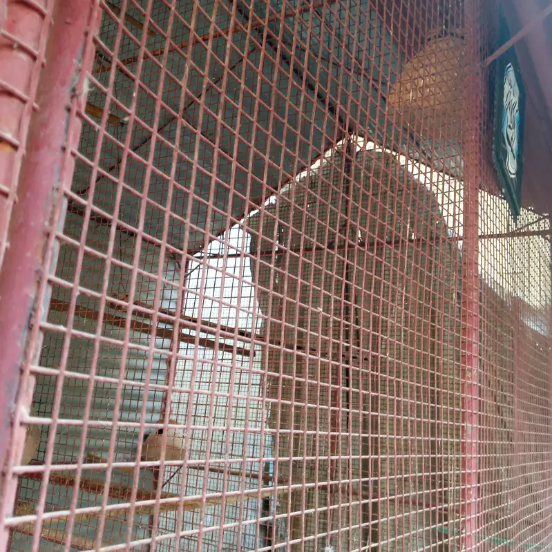 Bird Cage for Sale — photo 12