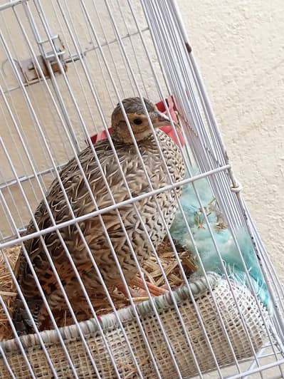 healthy and active pair of francolin bird for sale 1 male and female