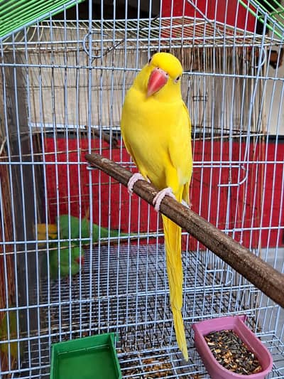 yellow breeder female