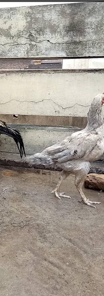 Quality aseel hen looking new sheltr