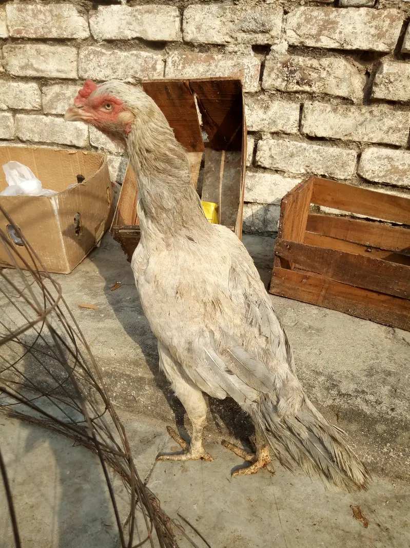 Quality aseel hen looking new sheltr — photo 3