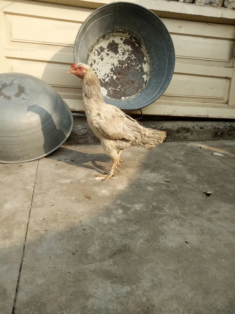 Quality aseel hen looking new sheltr — photo 5