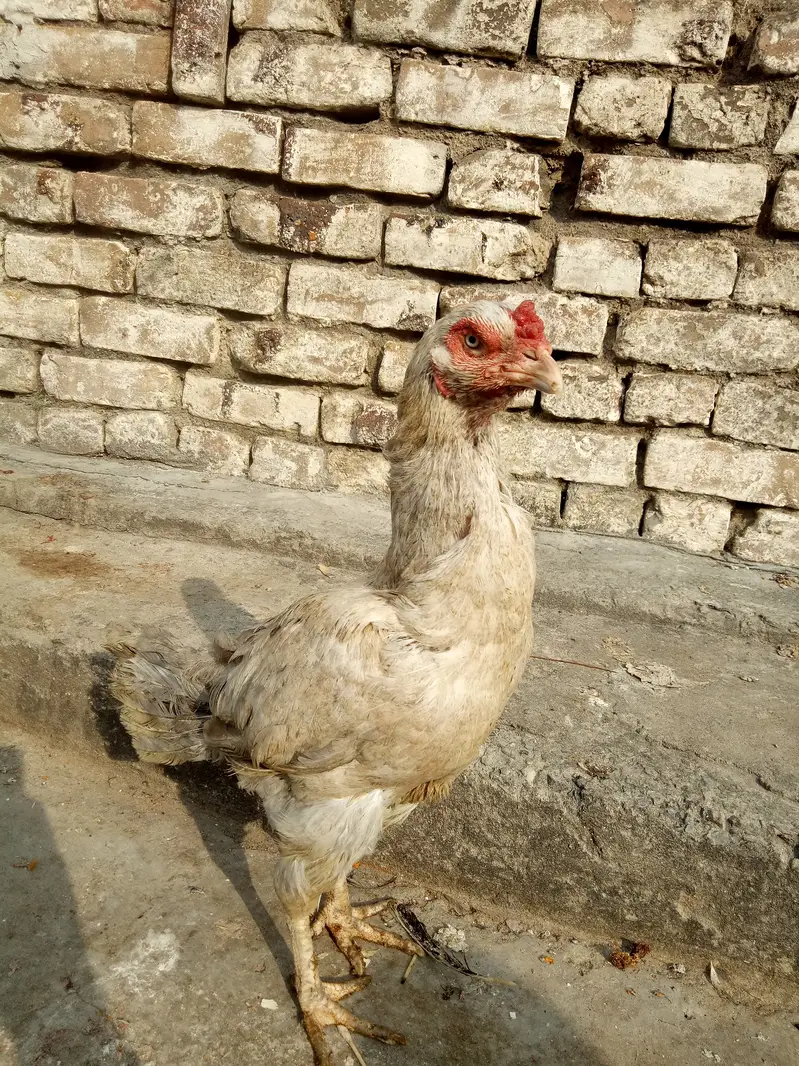 Quality aseel hen looking new sheltr — photo 11