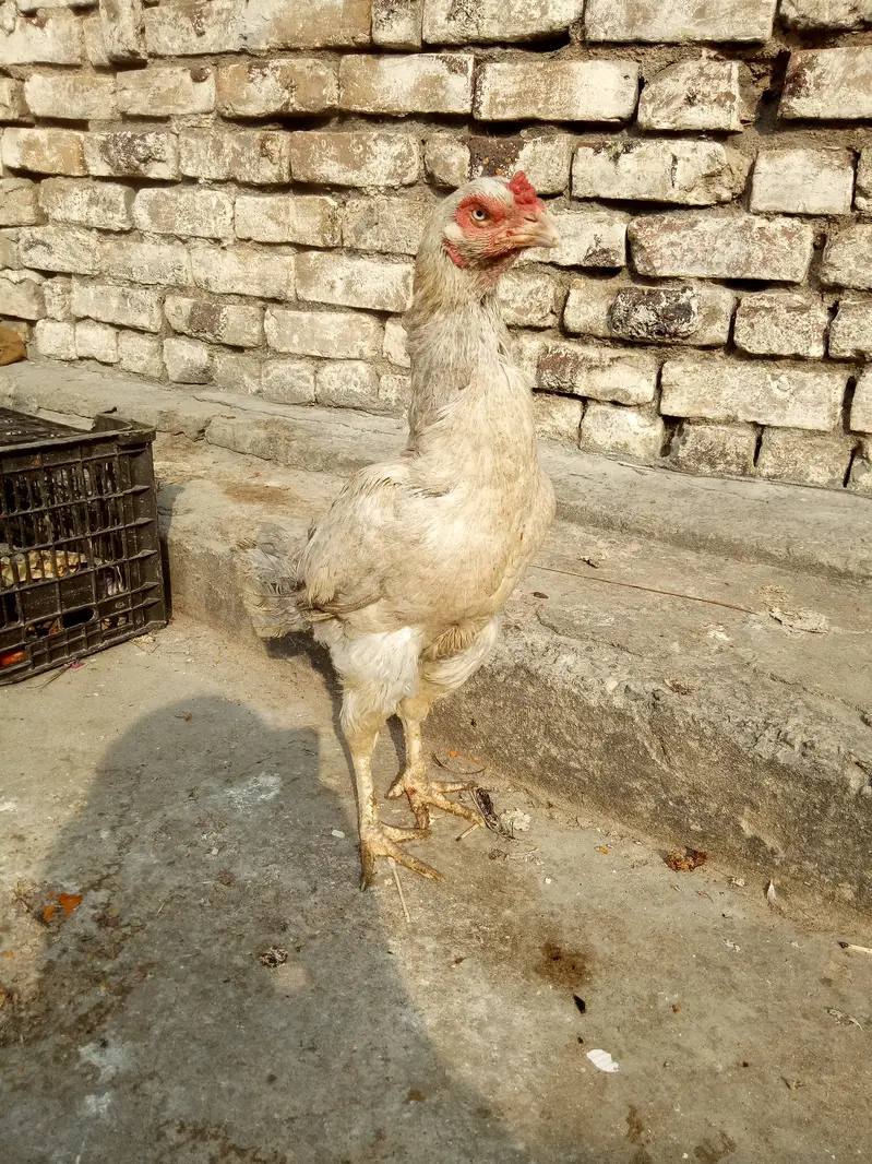 Quality aseel hen looking new sheltr — photo 12