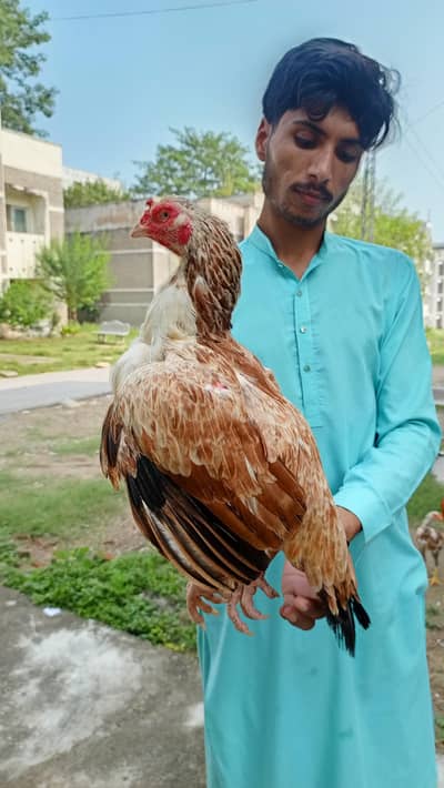 full aseel madi hy jo bahi interested jo rabta kara