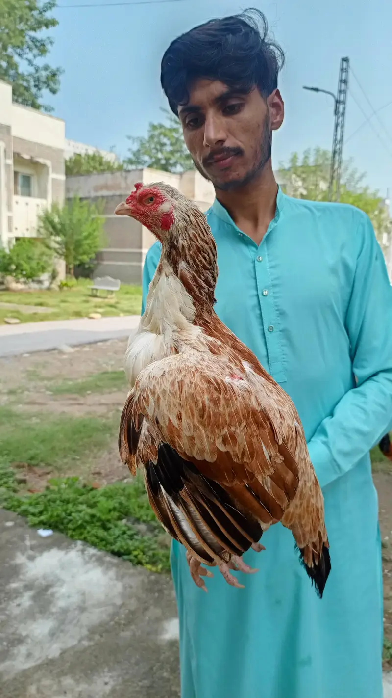 full aseel madi hy jo bahi interested jo rabta kara — photo 2