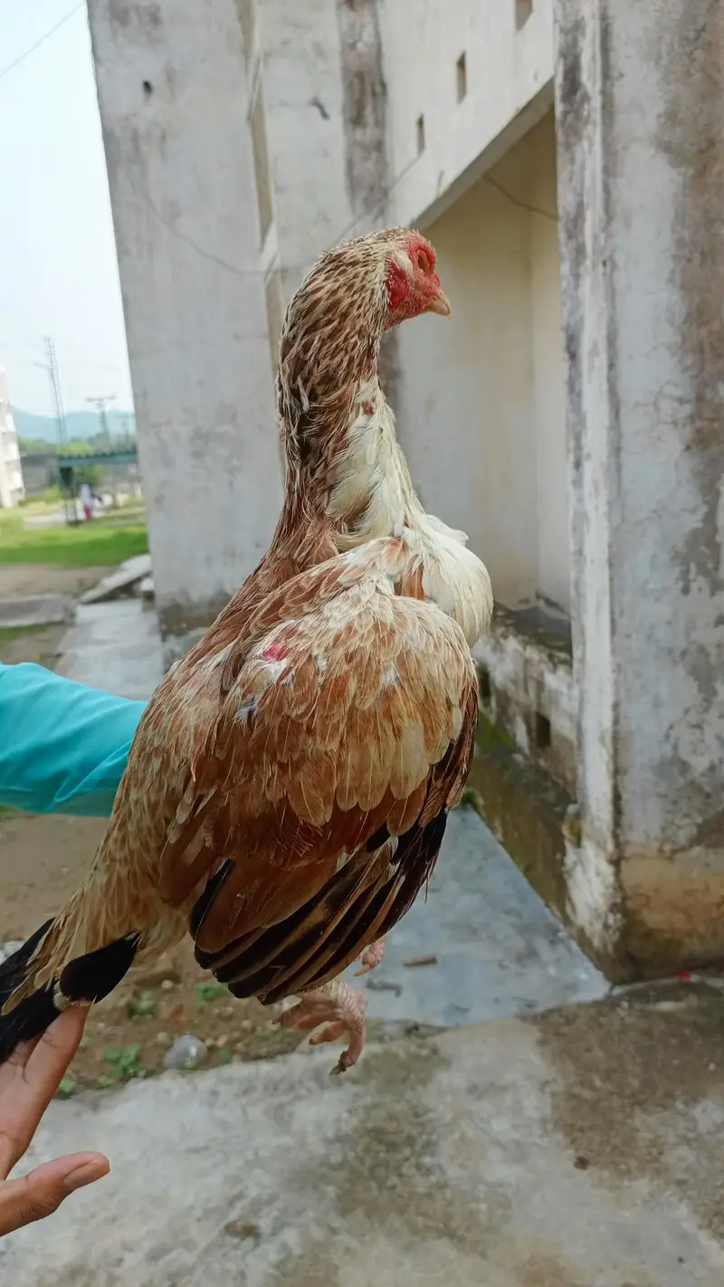 full aseel madi hy jo bahi interested jo rabta kara — photo 3