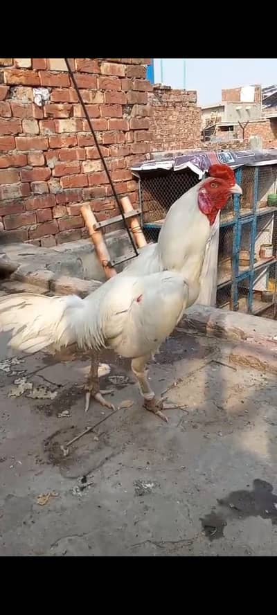 aseel hira murga watsap nambar 03228081985