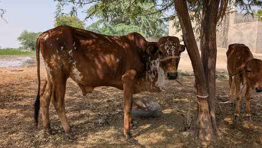 Sahiwal Breed Male Cow