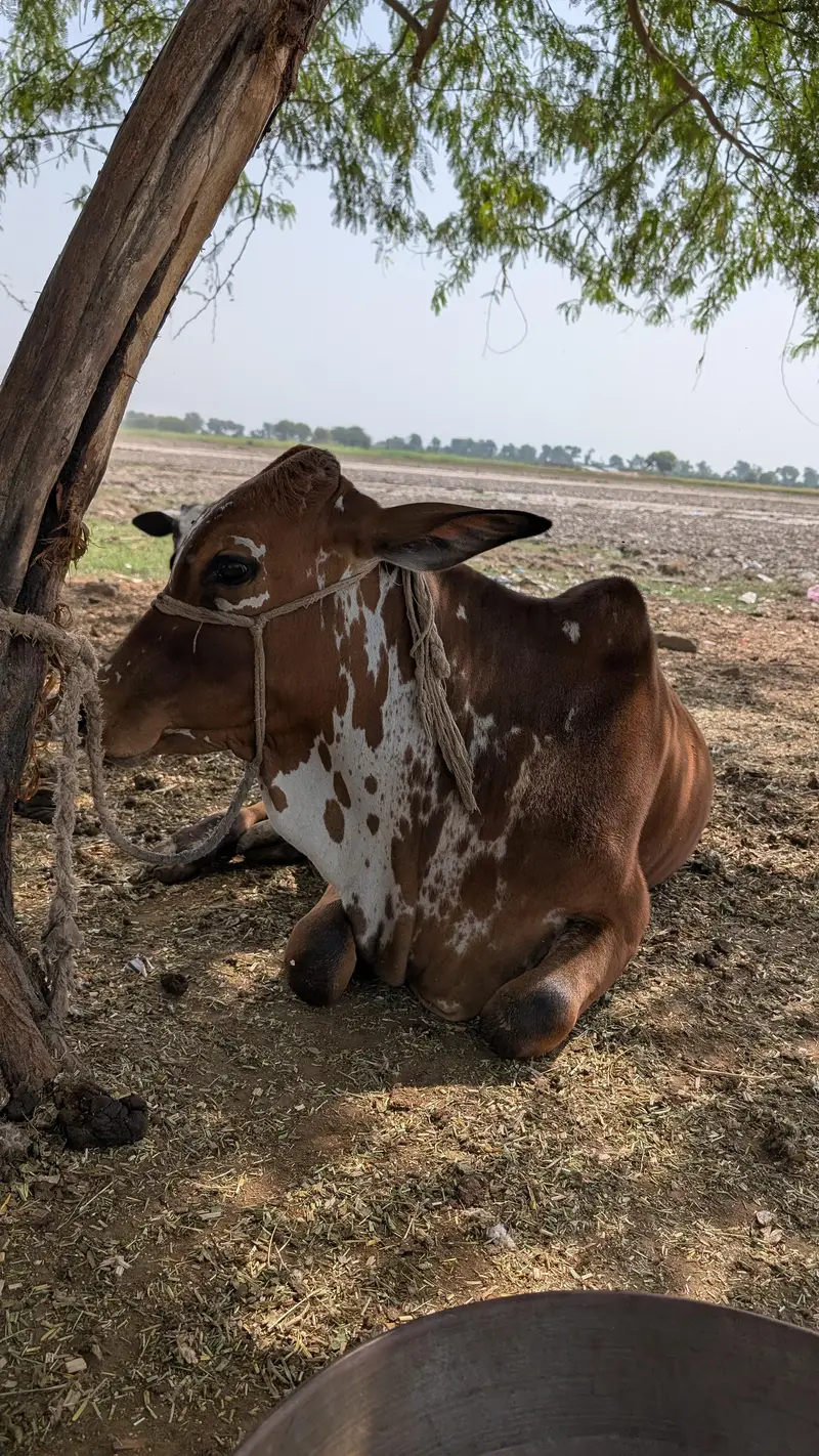 Sahiwal Breed Male Cow — photo 2