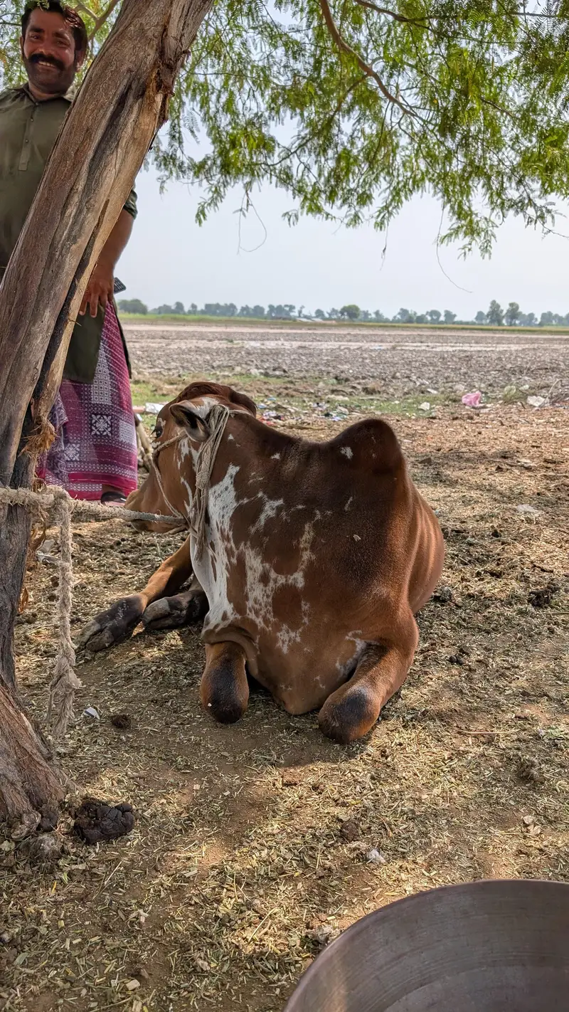 Sahiwal Breed Male Cow — photo 3