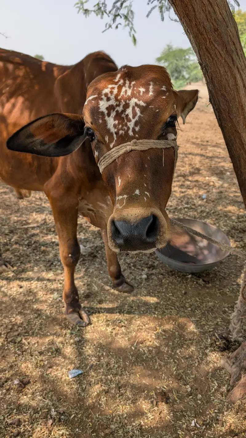 Sahiwal Breed Male Cow — photo 4