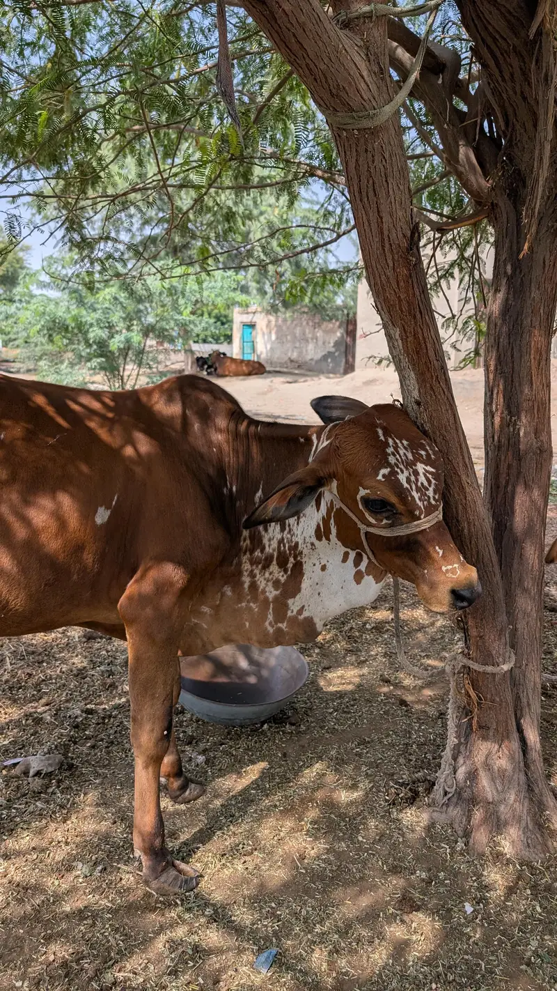 Sahiwal Breed Male Cow — photo 5