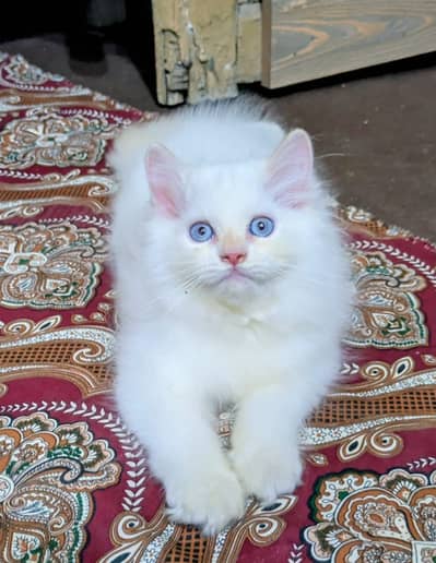 Persian kittens | triple Coat _punch Face| cute white | fluffy cat