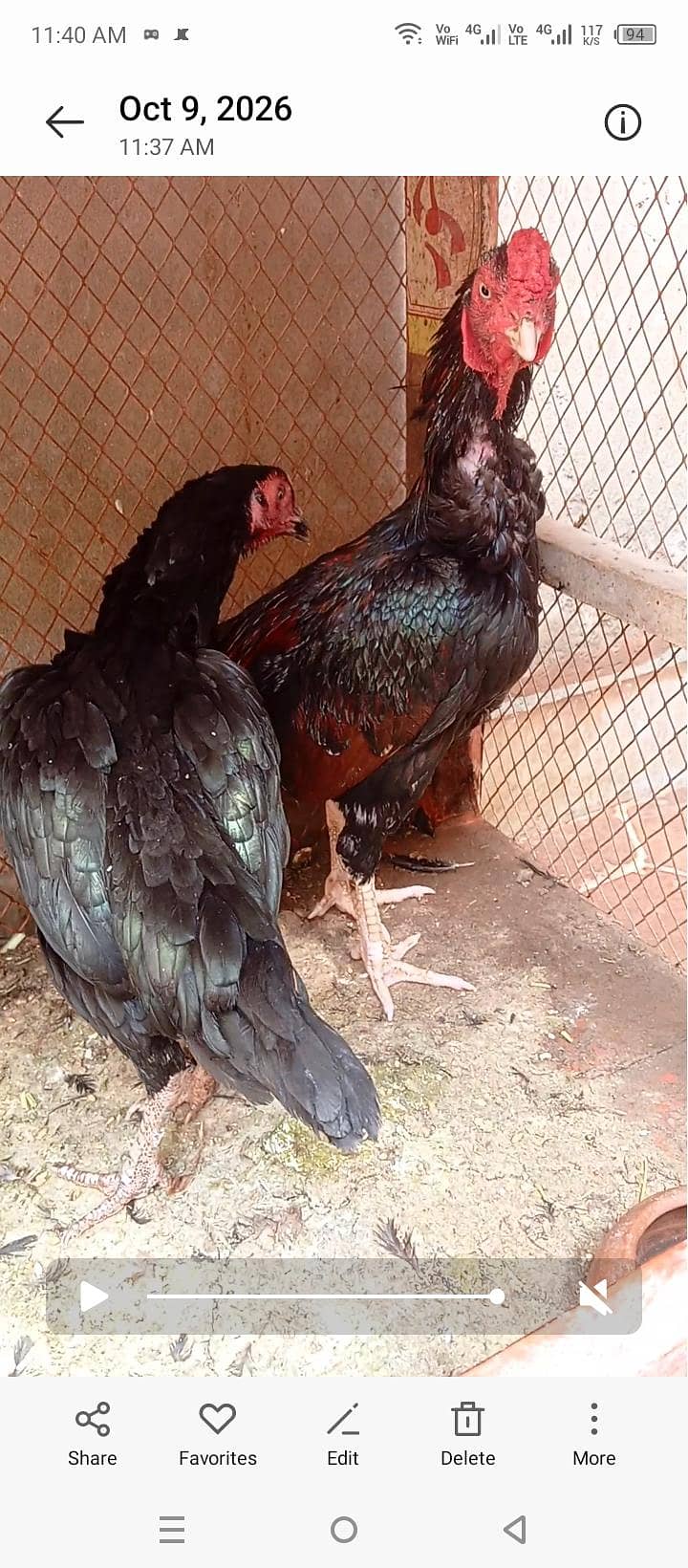 Hen . . 0