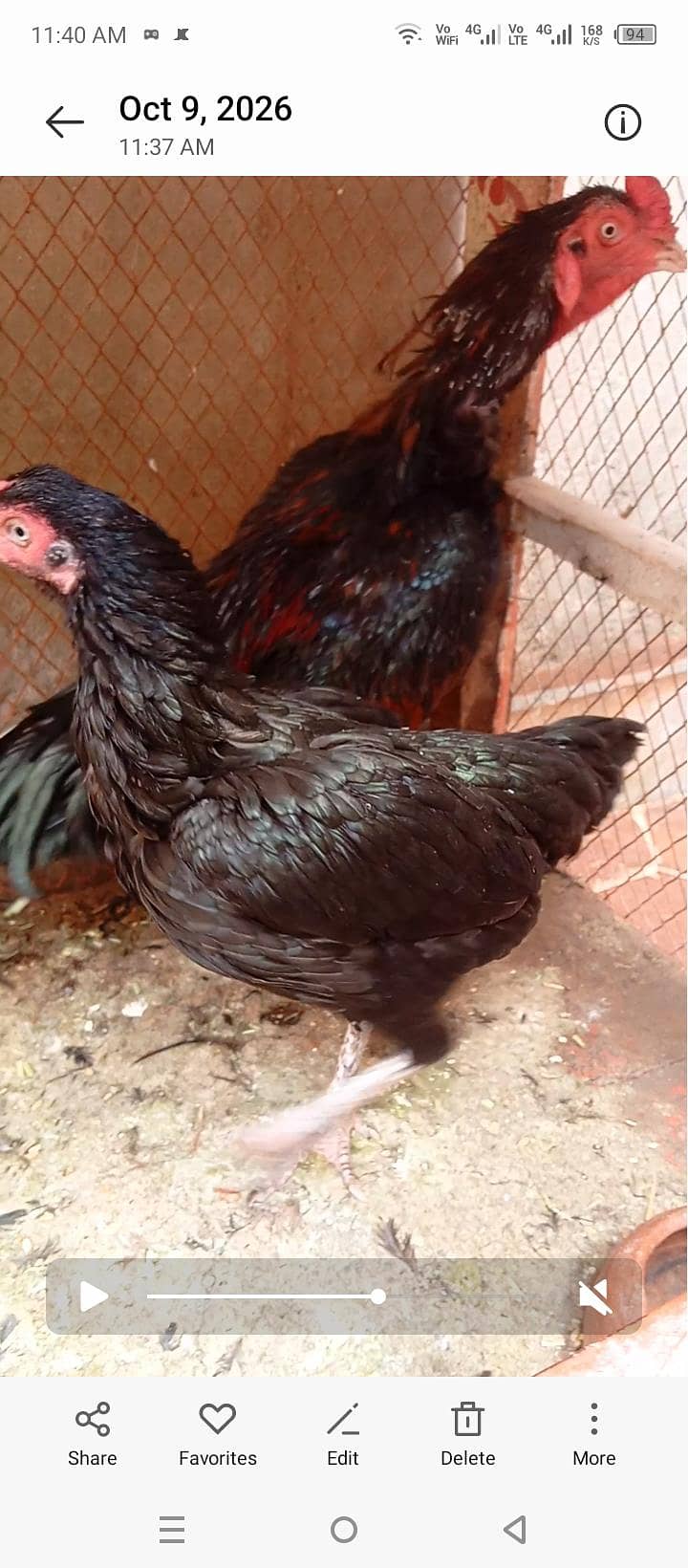 Hen . . 1