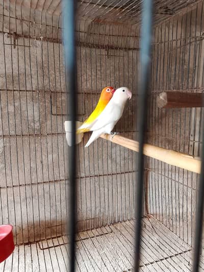 love birds