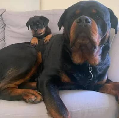 Rottweiler puppies dog/German Shepherd puppies dog