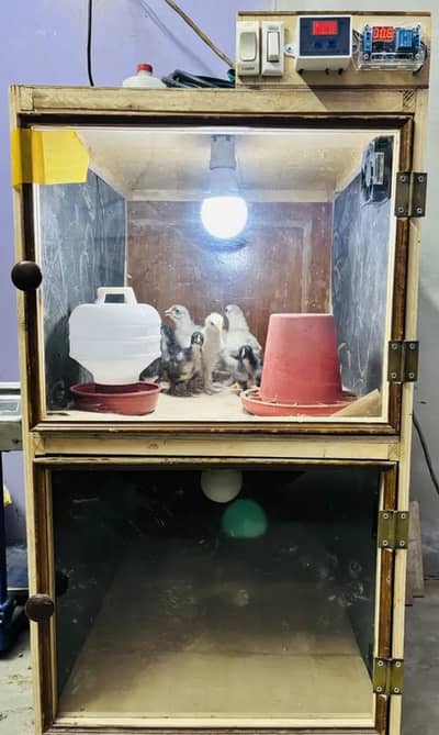 Heavy Duty 2 Portion Chick Brooder available