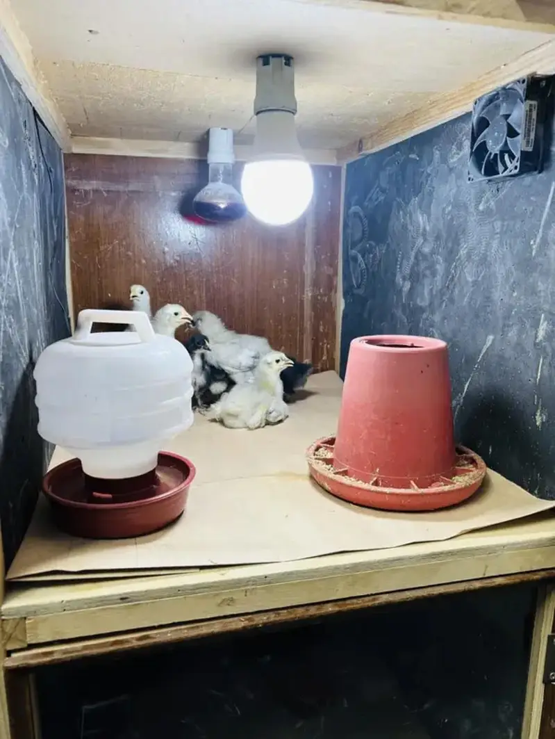 Heavy Duty 2 Portion Chick Brooder available — photo 2