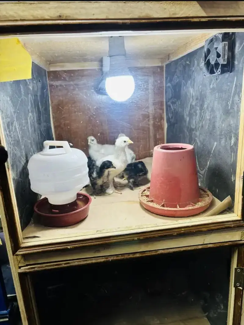 Heavy Duty 2 Portion Chick Brooder available — photo 3