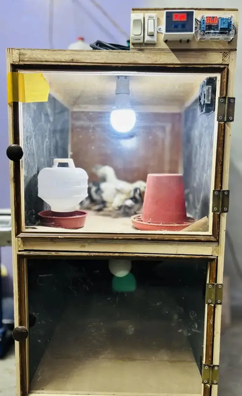 Heavy Duty 2 Portion Chick Brooder available — photo 4