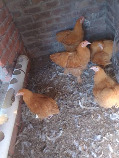 golden and white heavy buff chicks . Cochin