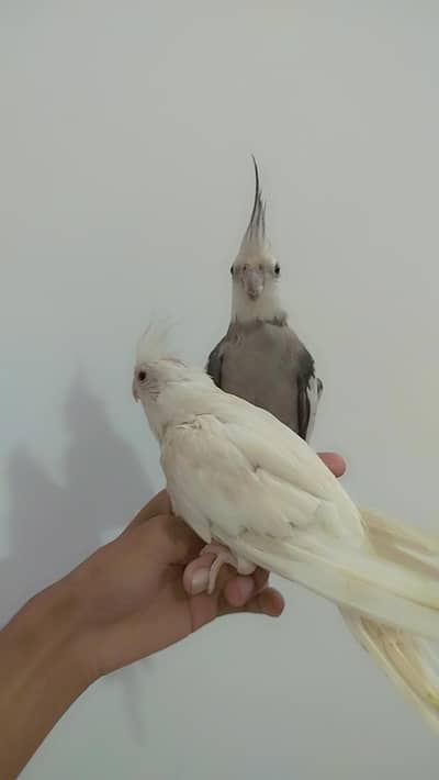 Breeder Common White Pair + Handfeed Chicks + Self Tamed Cocktail