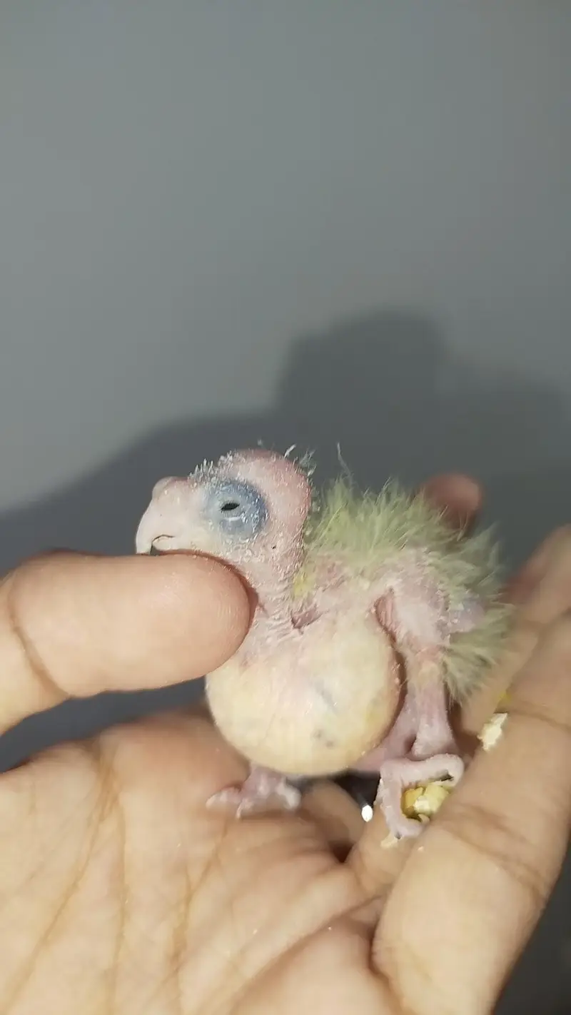 Breeder Common White Pair + Handfeed Chicks + Self Tamed Cocktail — photo 3