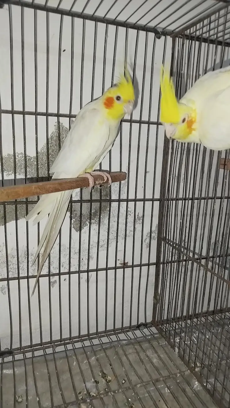 Breeder Common White Pair + Handfeed Chicks + Self Tamed Cocktail — photo 6