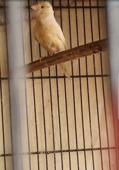 Canary female breeder piece