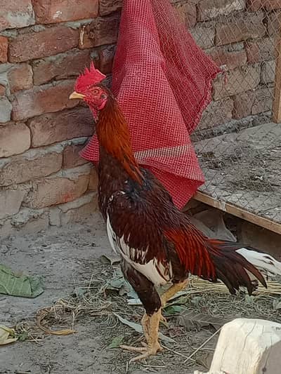 bengum or java