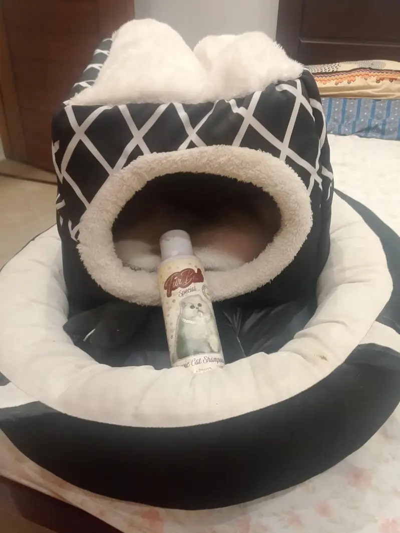cat bed and shampoo