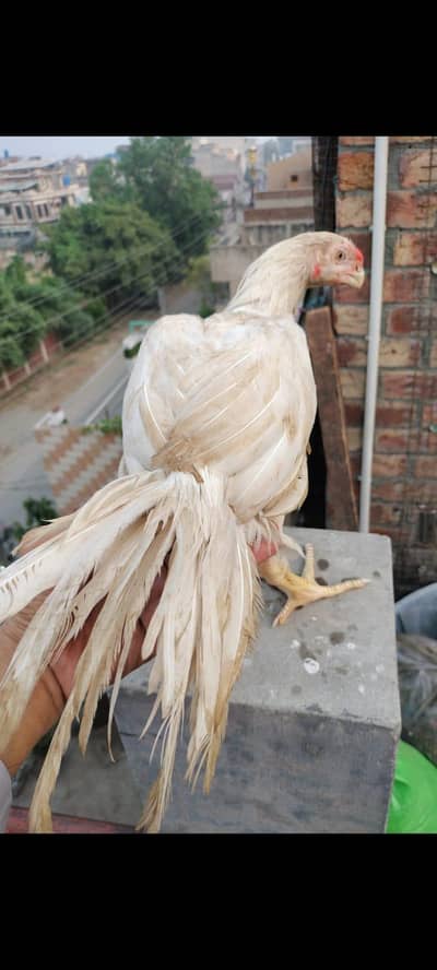 indian parat beek long taile male foresale