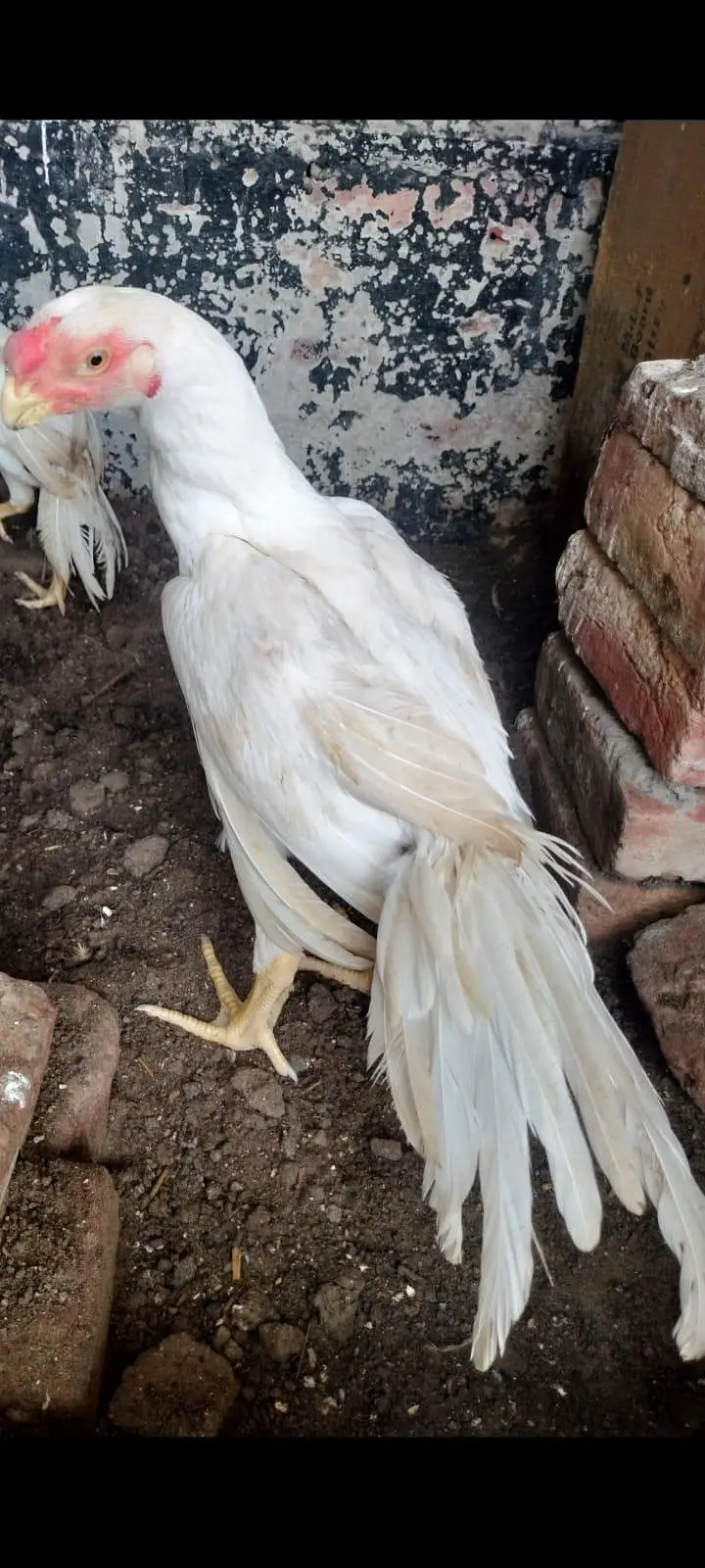indian parat beek long taile male foresale — photo 5