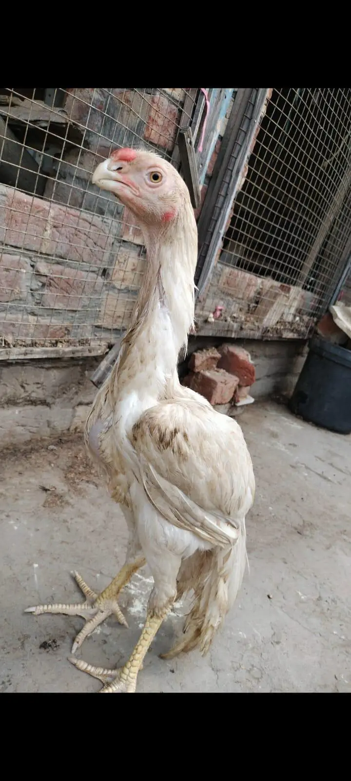 indian parat beek long taile male foresale — photo 7