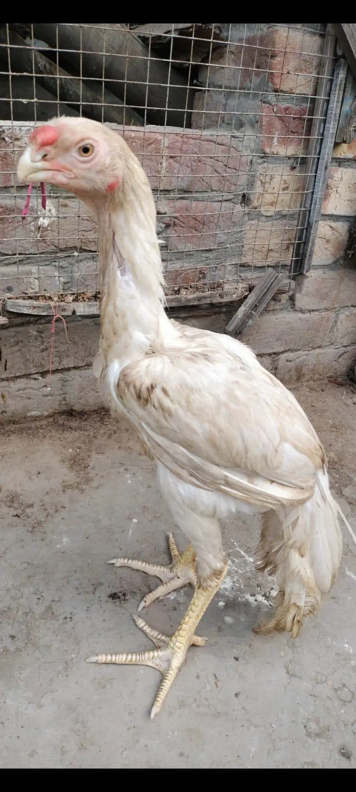 indian parat beek long taile male foresale — photo 8