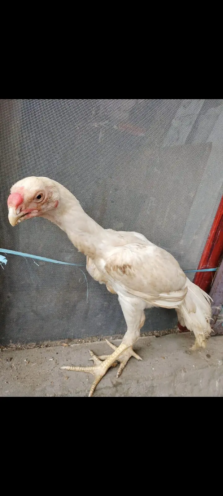 indian parat beek long taile male foresale — photo 9