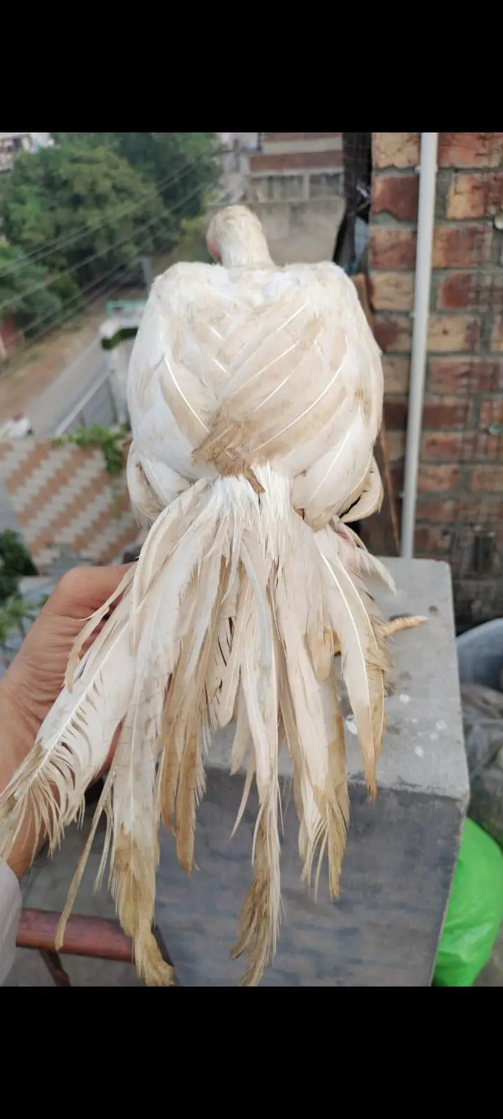 indian parat beek long taile male foresale — photo 10