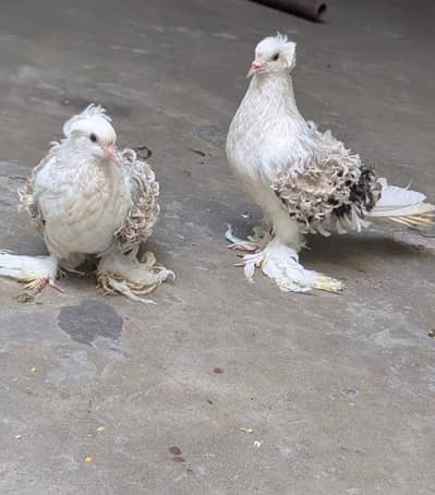 lahori shrazi frilback breeder pair (03714486983)