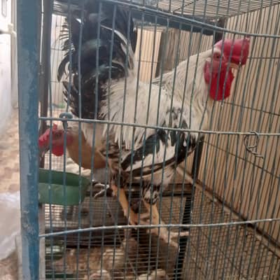 Desi pair sale urgent