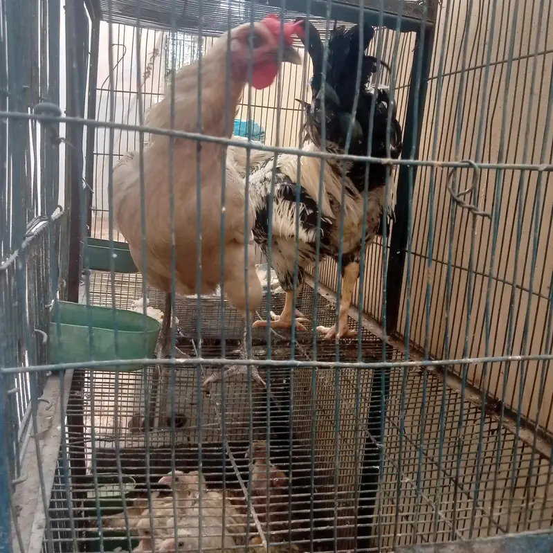 Desi pair sale urgent — photo 2