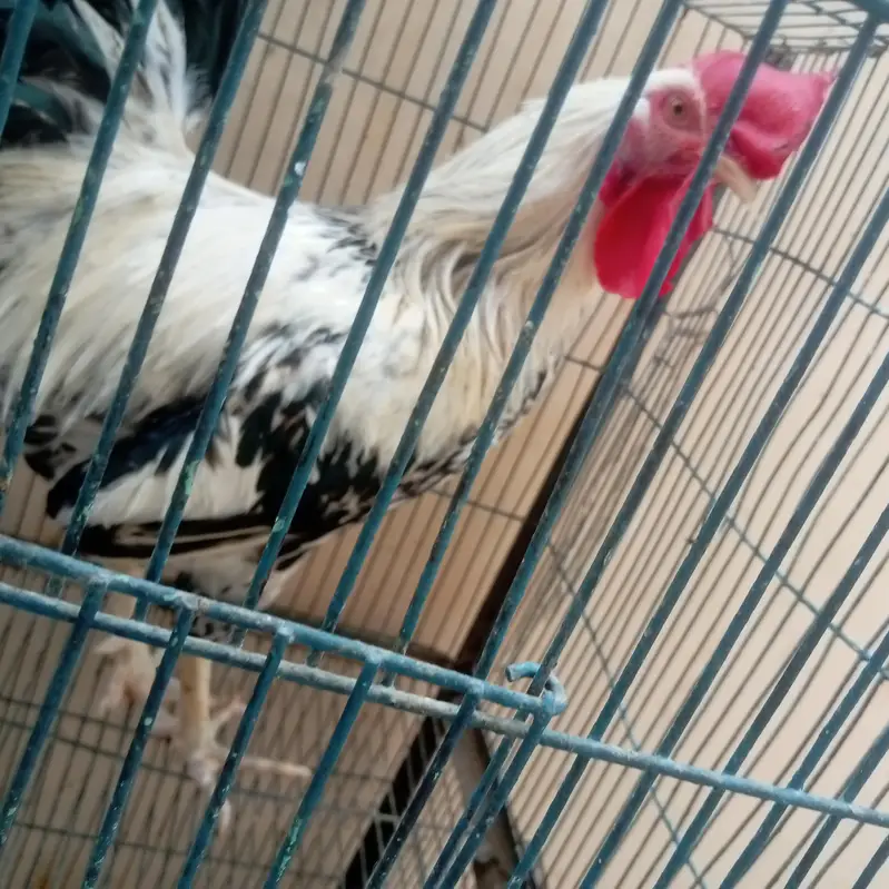 Desi pair sale urgent — photo 3