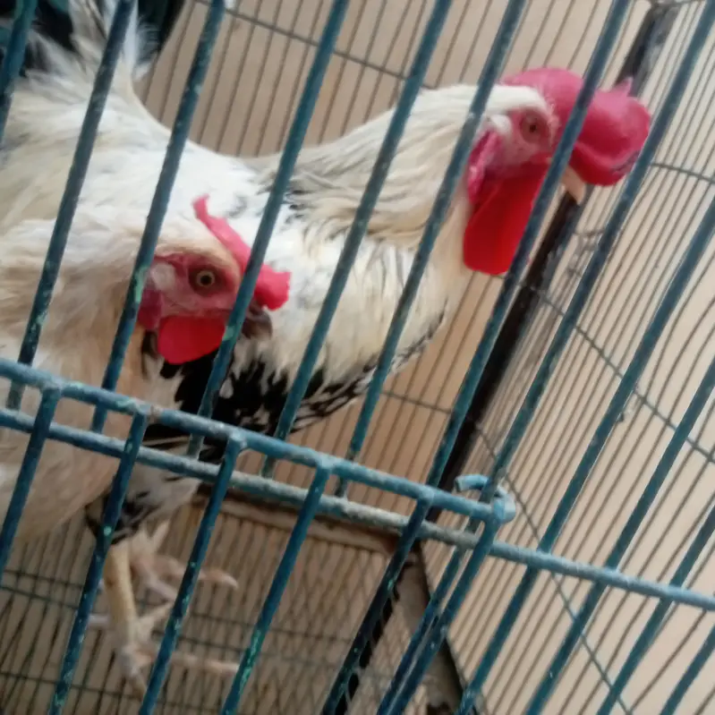 Desi pair sale urgent — photo 4