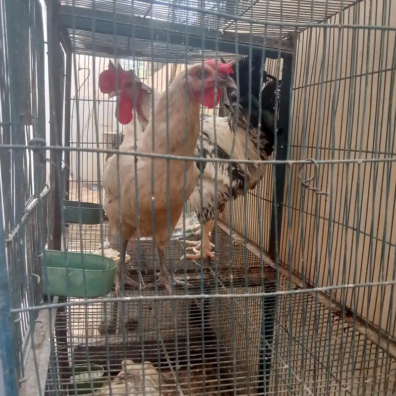 Desi pair sale urgent — photo 5