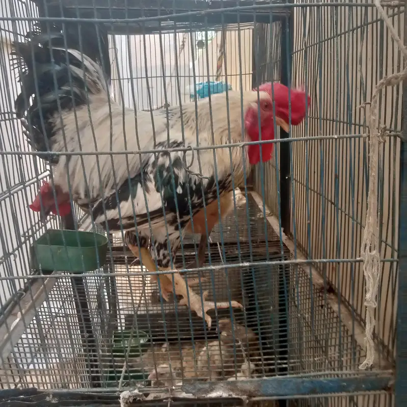 Desi pair sale urgent — photo 6